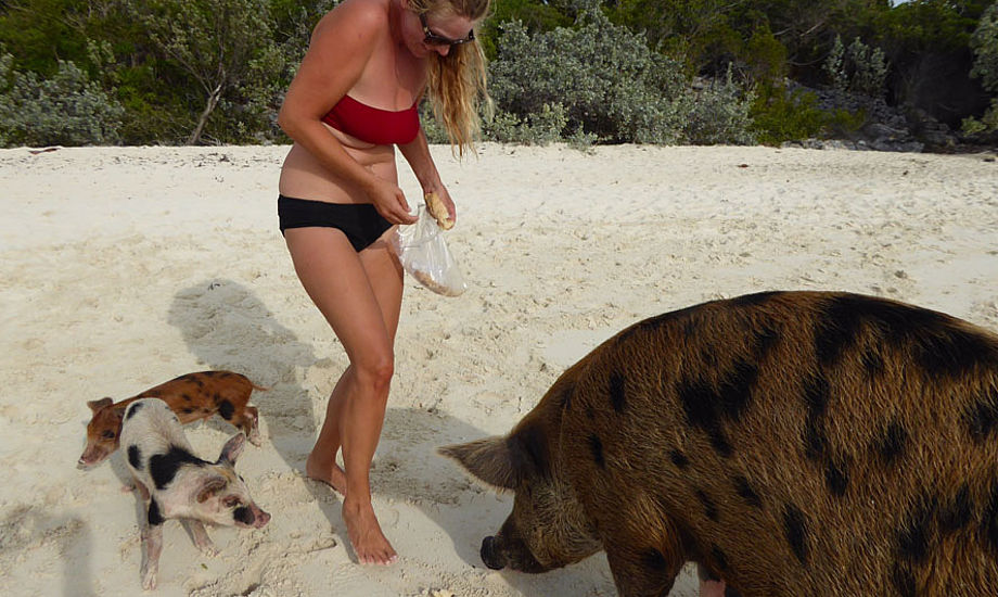 Lige inden Mr. Big Pig begynder at ”jagte” mig rundt på stranden på Bahamas. Foto: Henrik Hansen