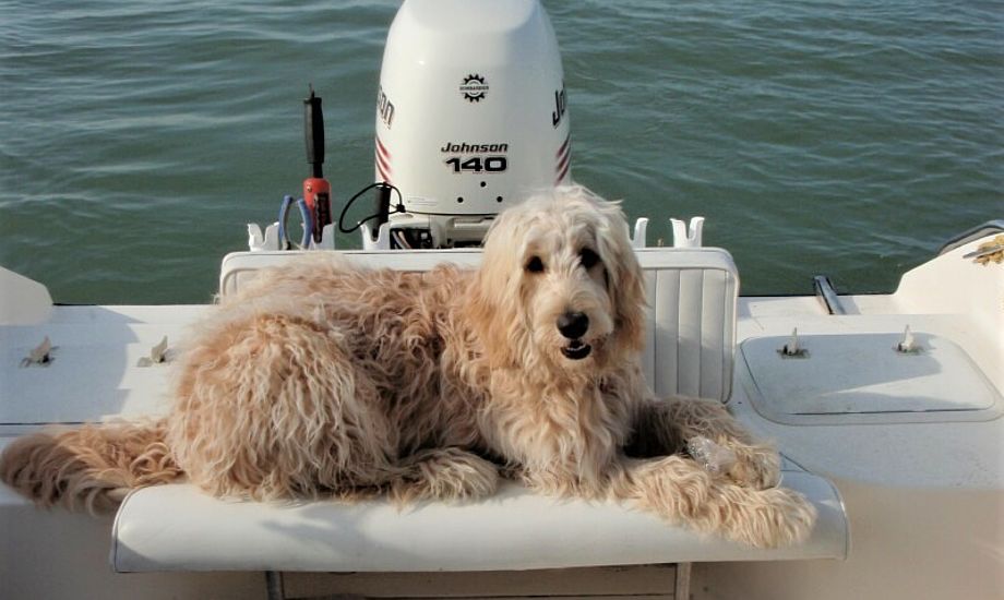 Tag hunden med ud at sejle allerede som hvalp, så den vænner sig til det.