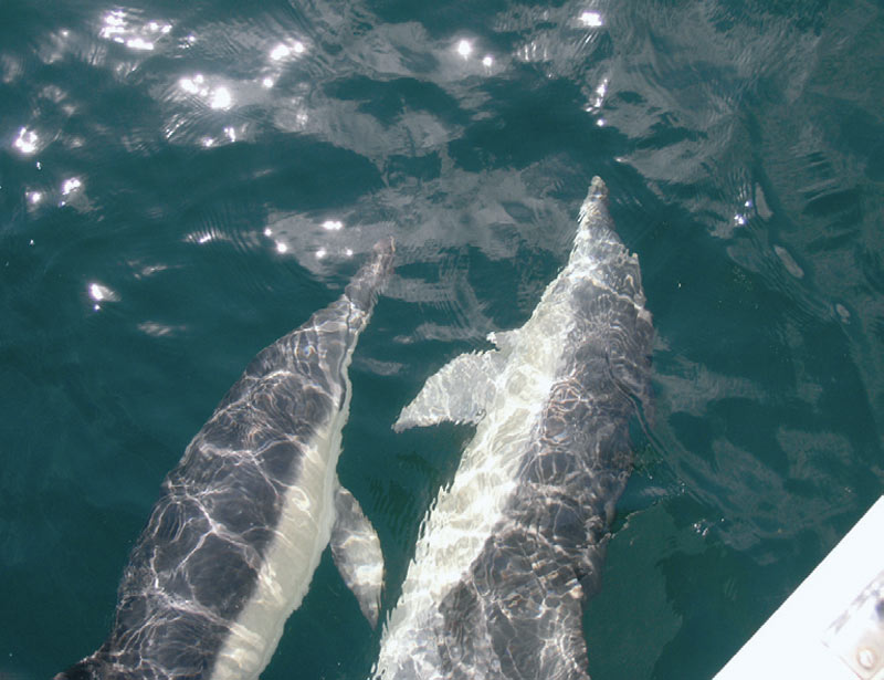 Delfiner ved Grenå