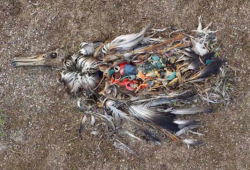 Øen Midway midt i Stillehavet er hjemsted for Albatrossen. Her dør mange tusind baby-albatrosser hvert år, med maven fuld af plastikaffald fra Pacific Garbage Patch. Foto: Chris Jordan