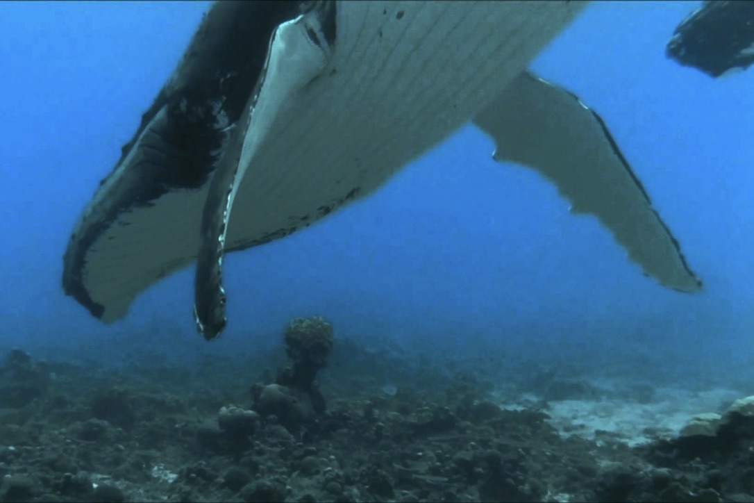 Pukkelhvalen bliver typisk omkring 15 meter lang. Foto: YouTube
